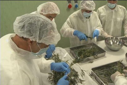 Quand l'armée italienne fait pousser du cannabis 