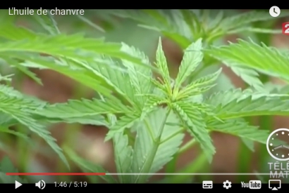 L'huile de chanvre par télé Matin